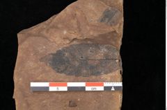 Foto (Detailsansicht) von Quercus palaeoilex Ettingshausen (NHMW-GEO-2024-0188-0906)